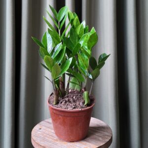 Zamioculcas zamiifolia
