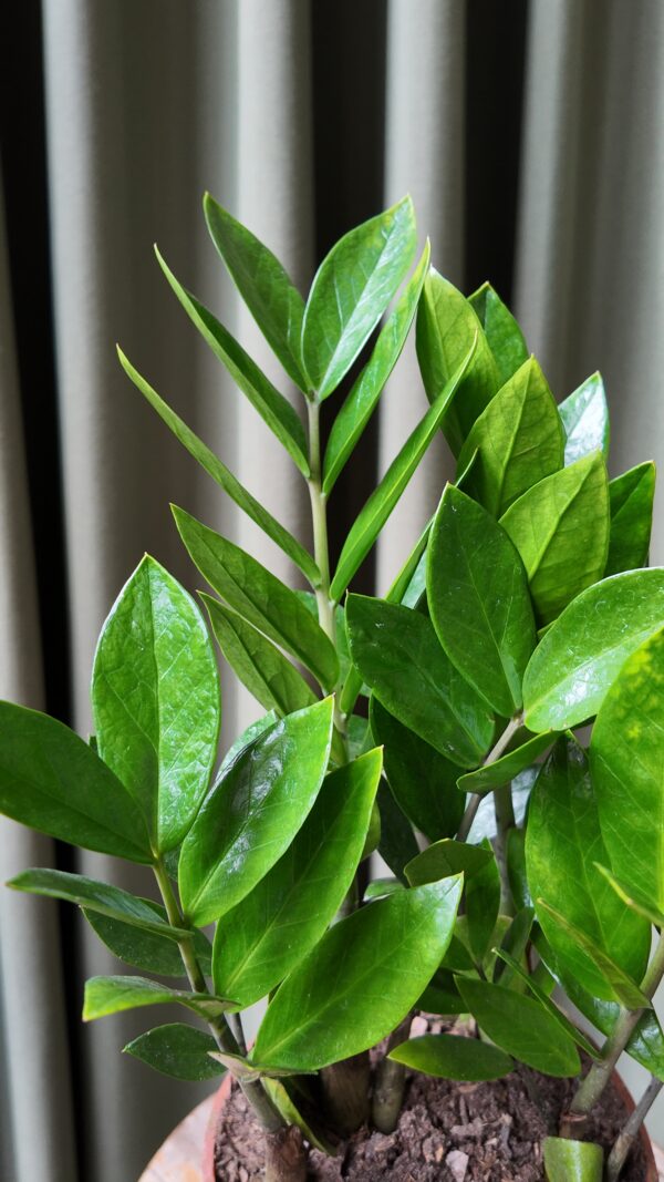 Zamioculcas zamiifolia - Imagen 2