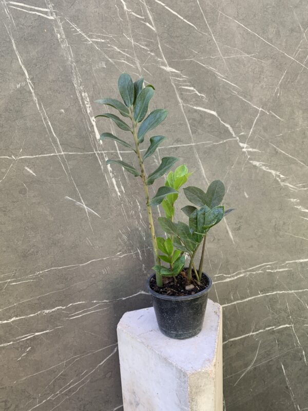 Zamioculcas zamiifolia