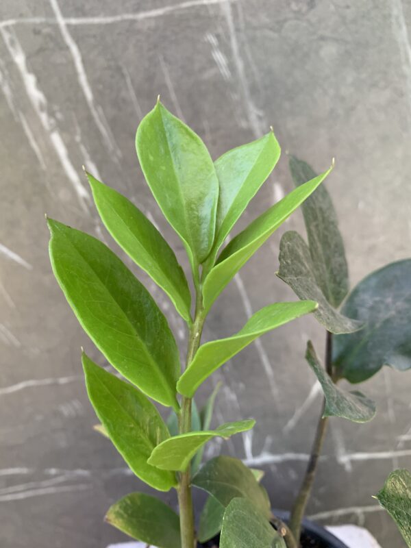 Zamioculcas zamiifolia - Imagen 2
