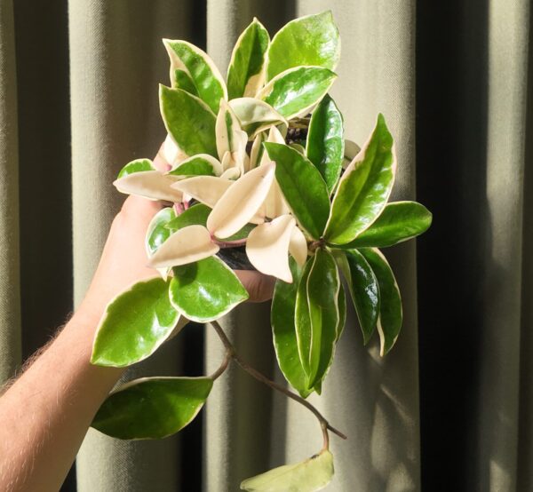 Hoya Krimson Queen