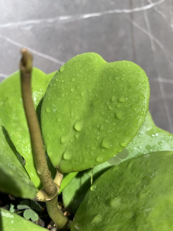 Hoya Kerrii - Imagen 2