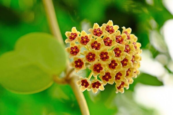Hoya Kerrii - Imagen 3