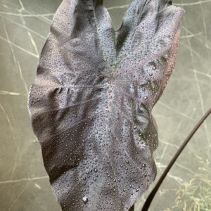 Colocasia White Lava