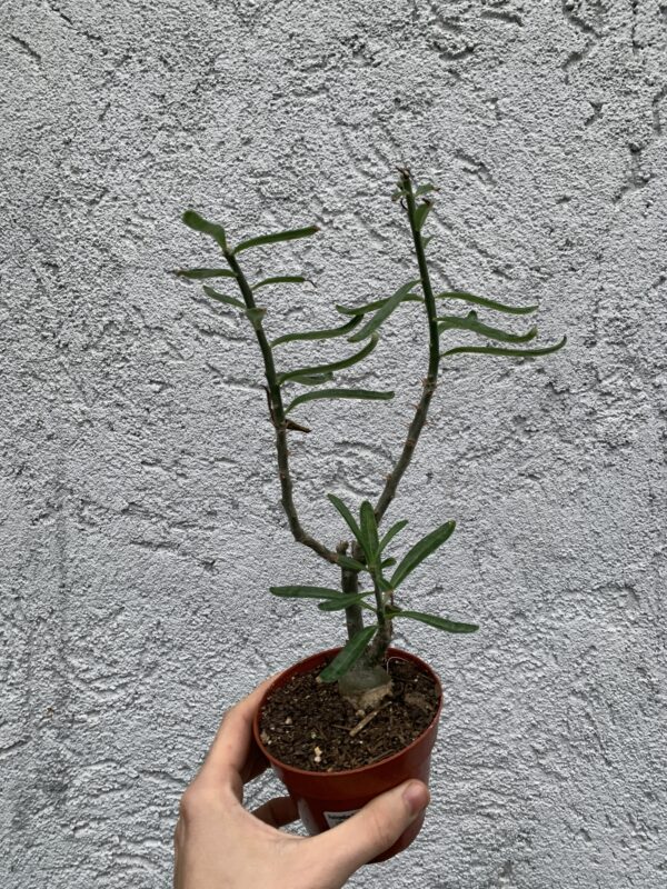 pachypodium bispinosum - Imagen 2