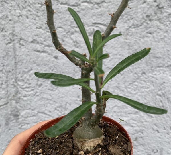 pachypodium bispinosum