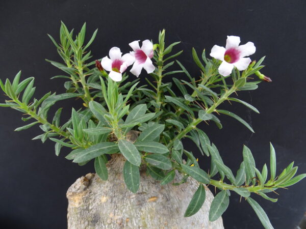 pachypodium bispinosum - Imagen 3