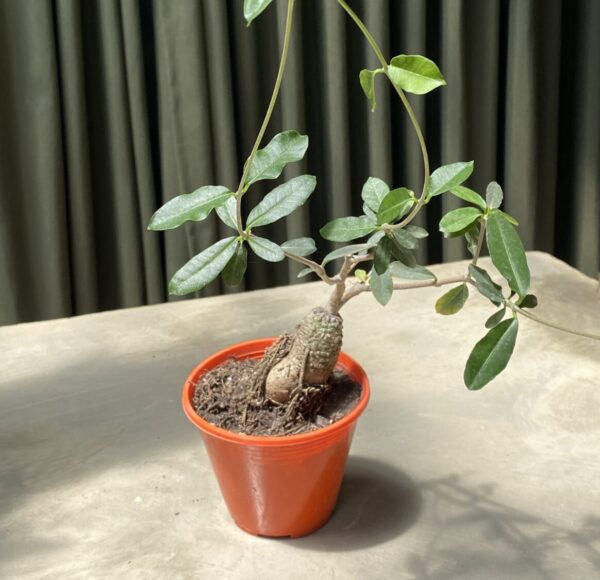 Fockea edulis