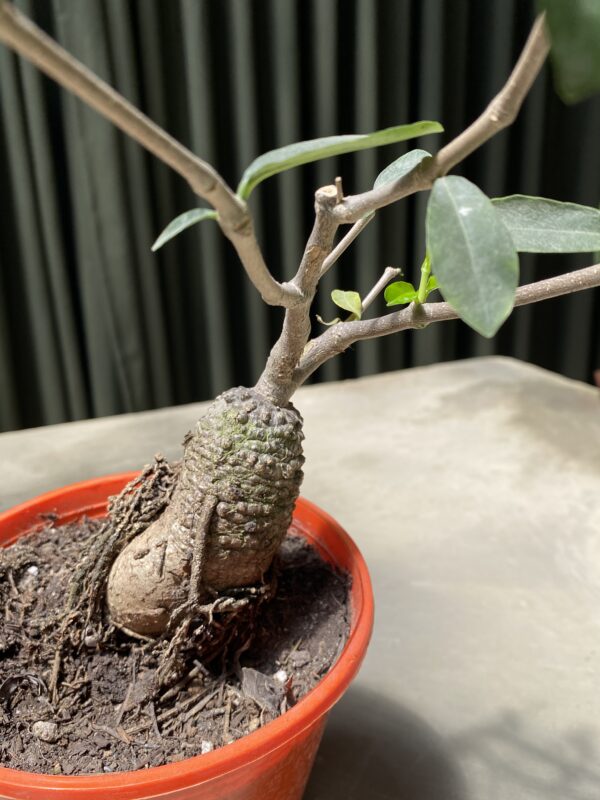 Fockea edulis - Imagen 2