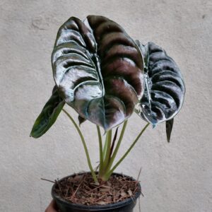 Alocasia Cuprea red secret
