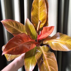 Philodendron Prince of Orange