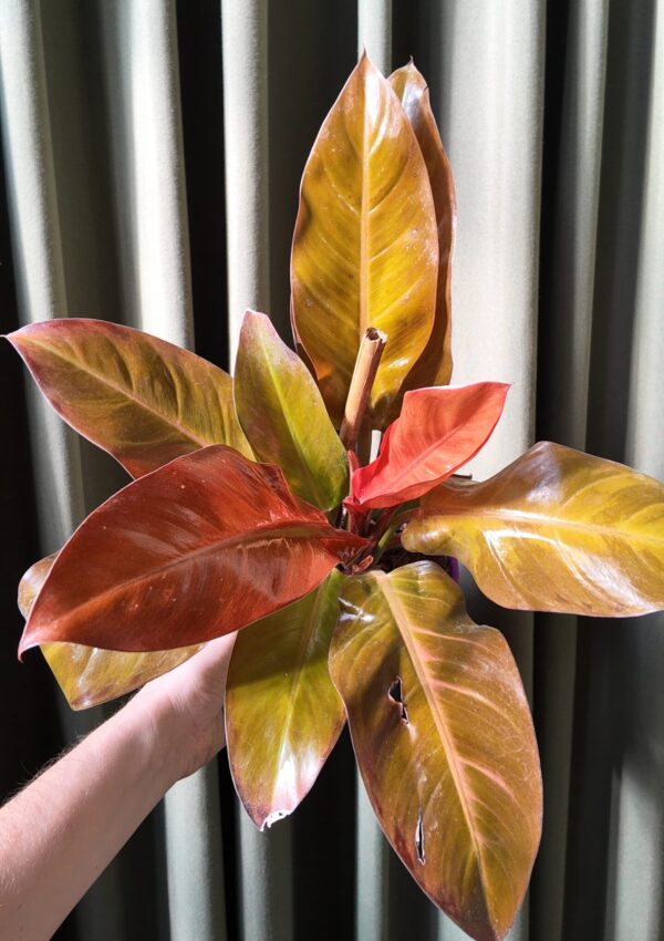 Philodendron Prince of Orange