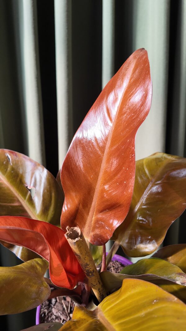 Philodendron Prince of Orange - Imagen 2