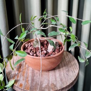 Fockea edulis en maceta