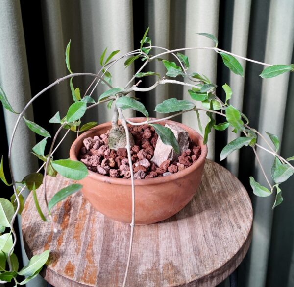 Fockea edulis en maceta