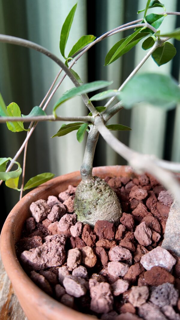 Fockea edulis en maceta - Imagen 2