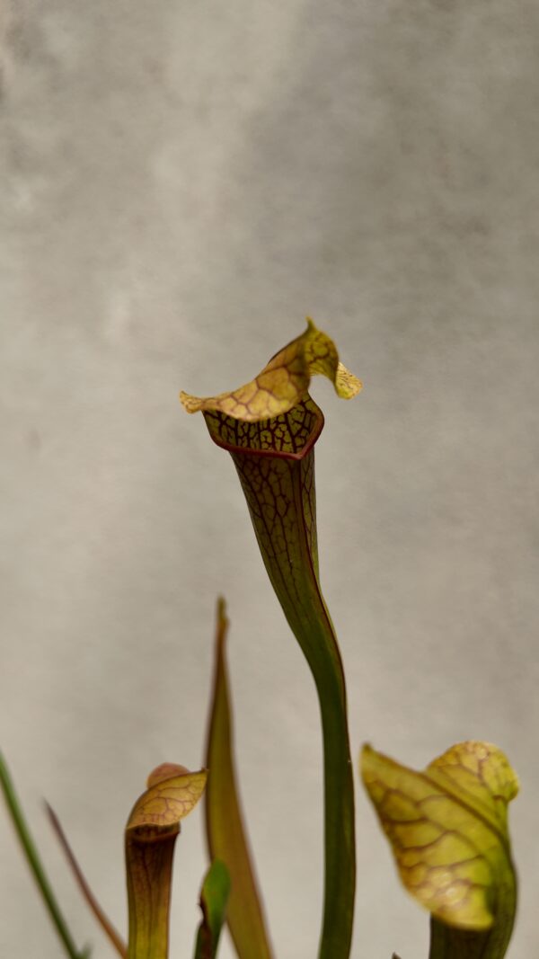 Sarracenia - Imagen 2