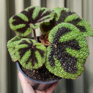 Begonia masoniana (cruz de hierro) chica