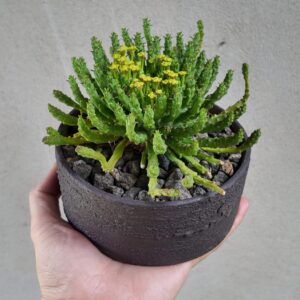 Euphorbia Flanaganii en Maceta de GRES Apsenda
