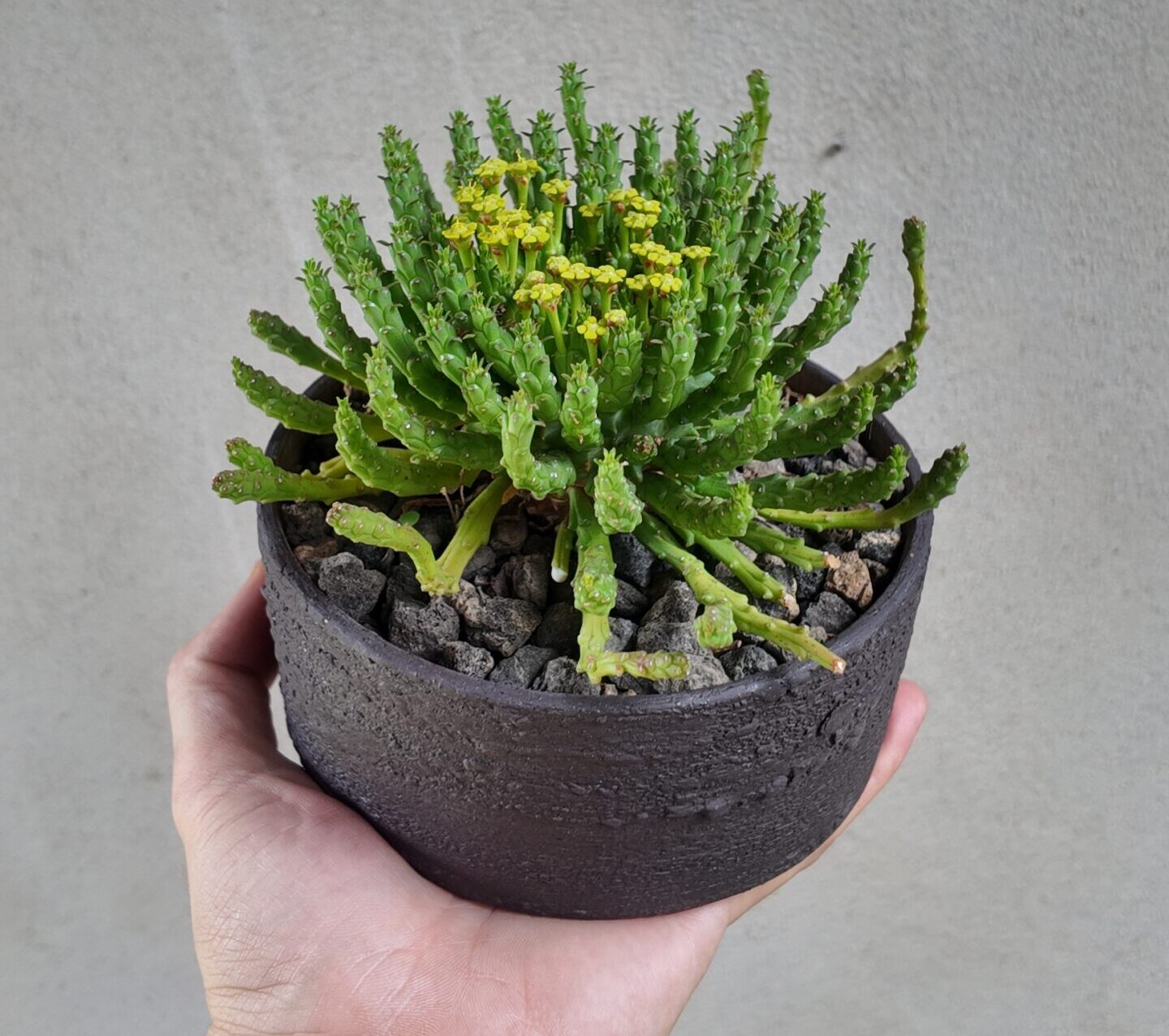 Euphorbia Flanaganii en Maceta de GRES Apsenda