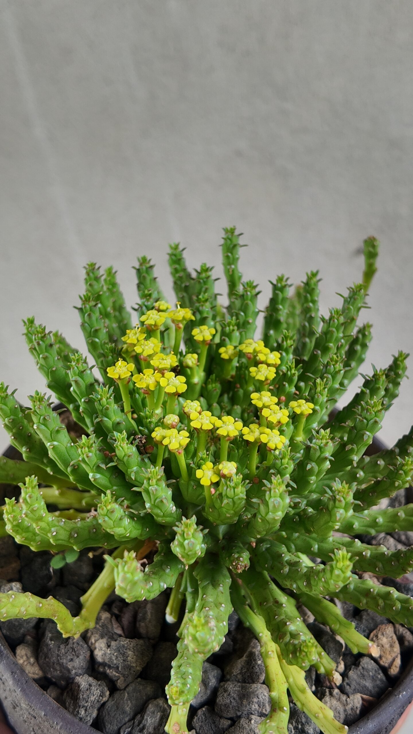 Euphorbia Flanaganii en Maceta de GRES Apsenda - Imagen 2
