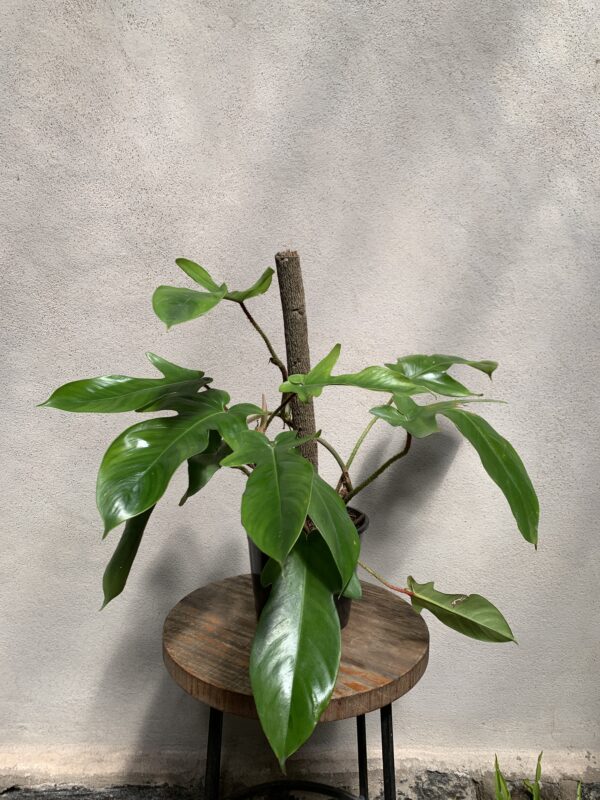Philodendron Squamiferum - Imagen 2