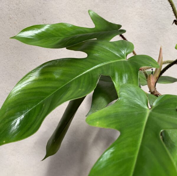Philodendron Squamiferum