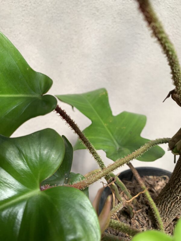 Philodendron Squamiferum - Imagen 3