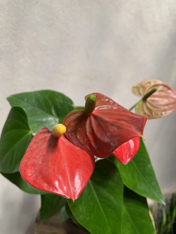 Anthurium Andreanum - Imagen 2