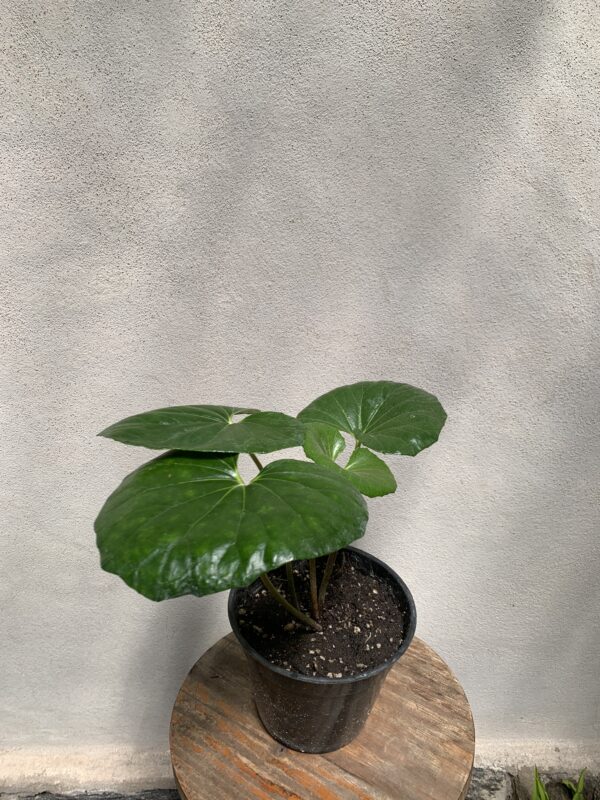 Boina de Vasco Farfugium japonicum - Imagen 2