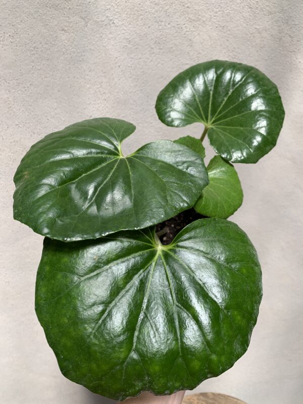 Boina de Vasco Farfugium japonicum
