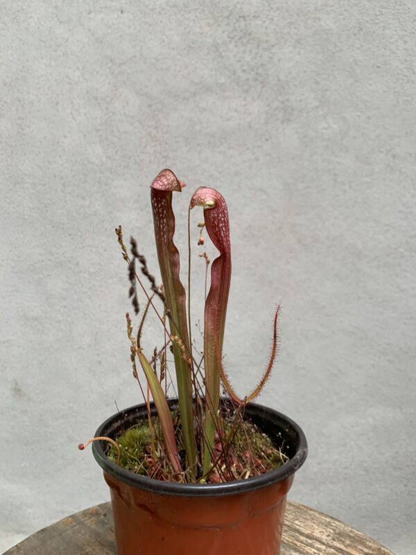 Sarracenia roja - Imagen 2