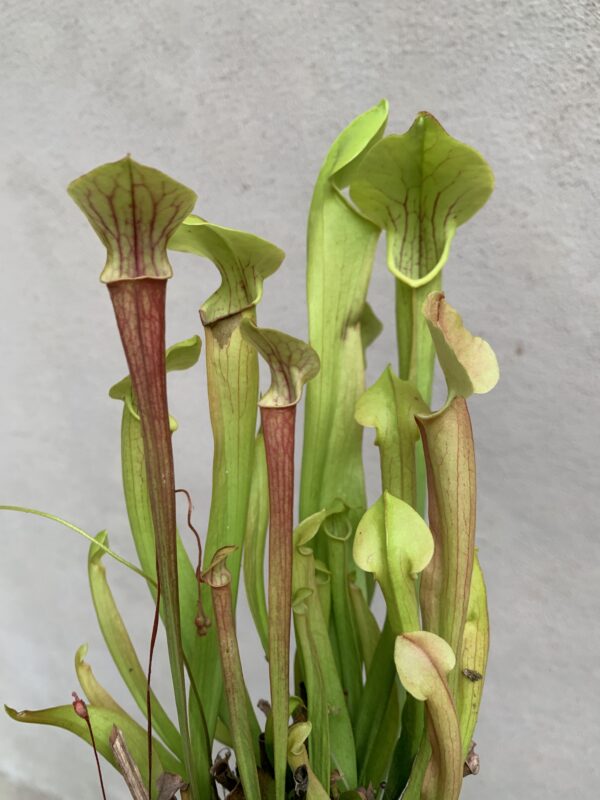 Sarracenia