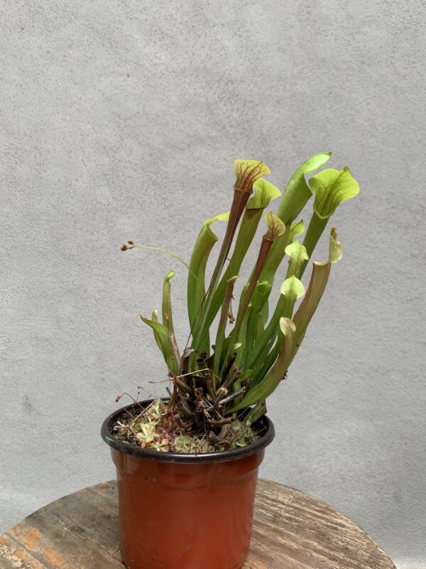 Sarracenia - Imagen 2