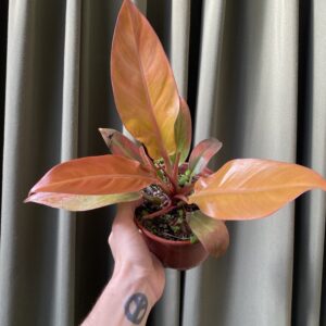Philodendron Prince of Orange