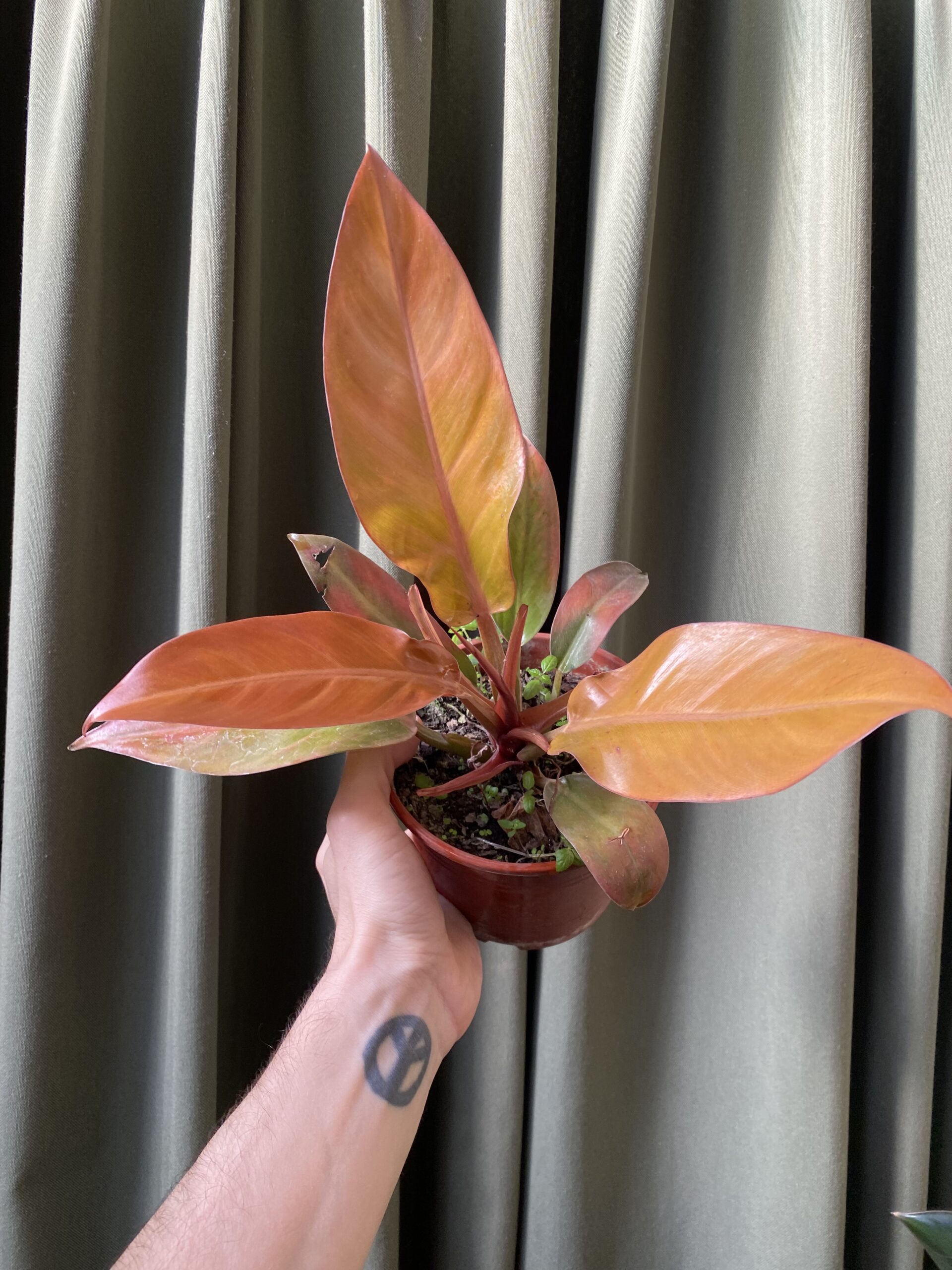 Philodendron Prince of Orange