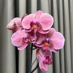 Orquidea Phaleanopsis rosa
