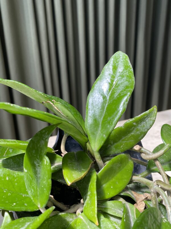 Hoya Carnosa Grande (Flor de Nacar) - Imagen 3