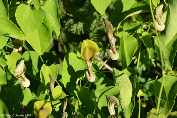 Aristolochia argentina (hospedera mariposa borde de oro)