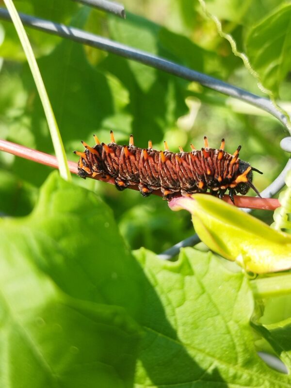 Aristolochia argentina (hospedera mariposa borde de oro) - Imagen 3