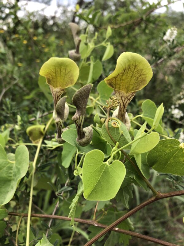 Aristolochia argentina (hospedera mariposa borde de oro) - Imagen 2