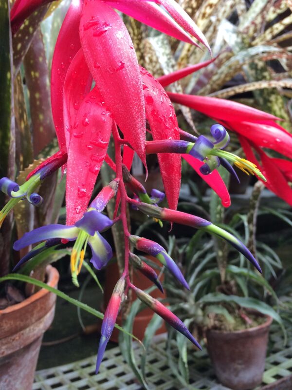 billbergia saundersii - Imagen 3
