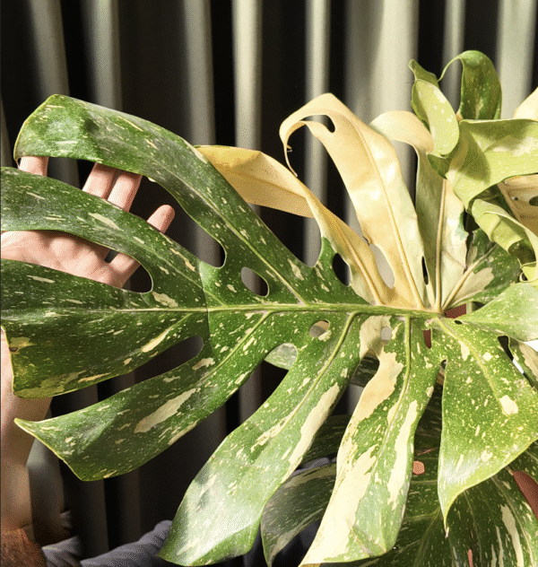 Monstera Thai Constellation