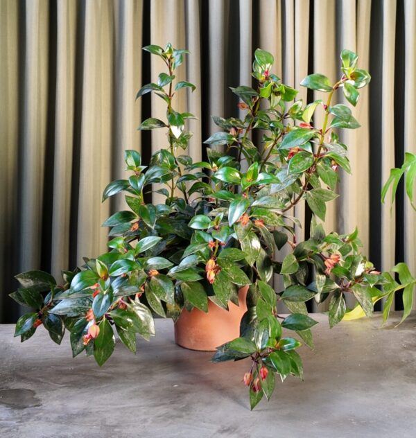 Nematanthus gregarius / planta del pescado de oro - Imagen 2