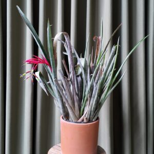 billbergia saundersii