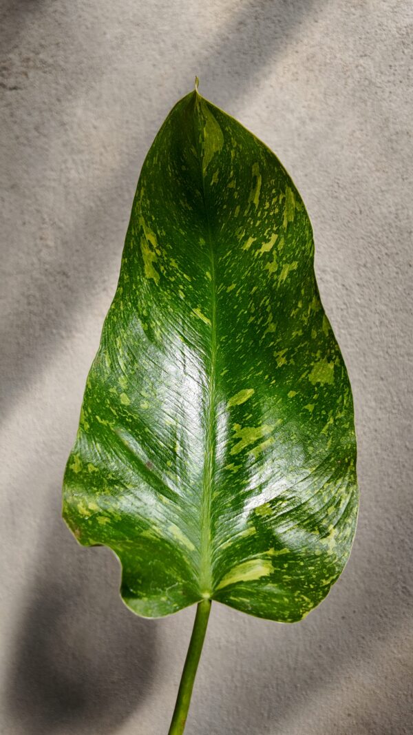 Philodendron Jose Buono - Imagen 2