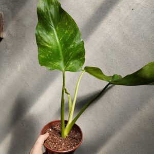 Philodendron Jose Buono