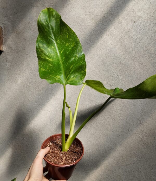 Philodendron Jose Buono