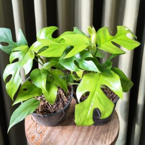 Rhaphidophora Tetrasperma