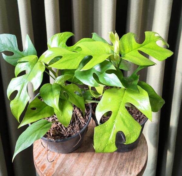 Rhaphidophora Tetrasperma
